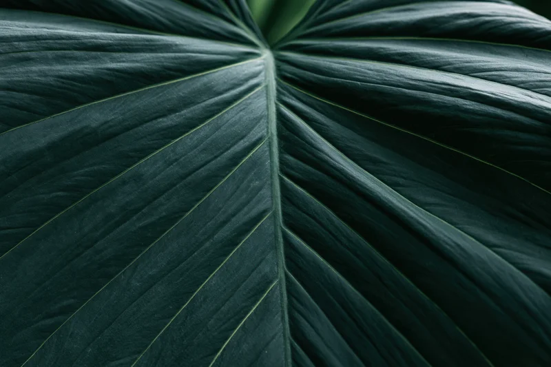 Close-up of a large tropical leaf showing detailed veins and texture