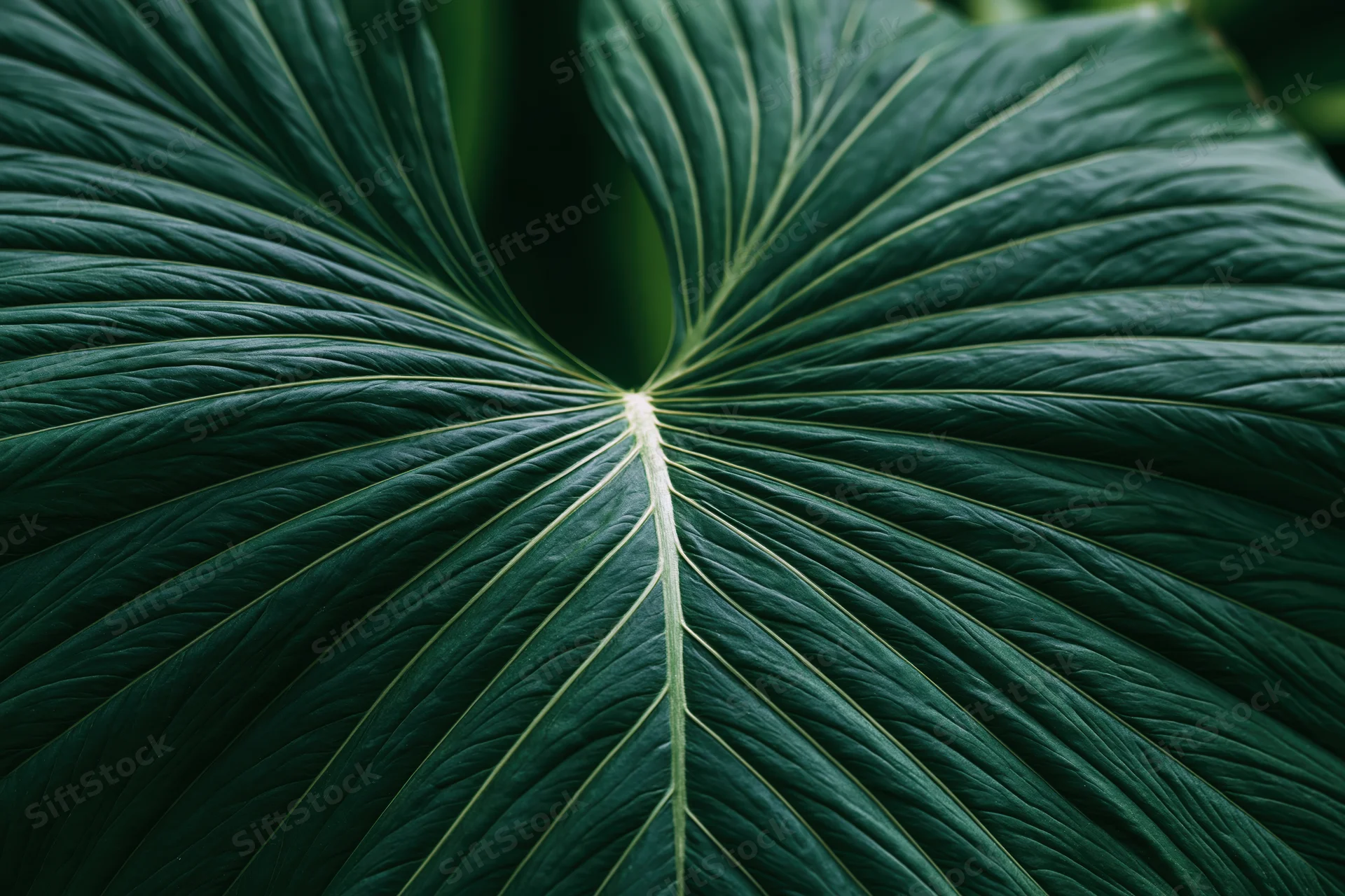 Close-up of a large tropical leaf showing detailed veins and texture
