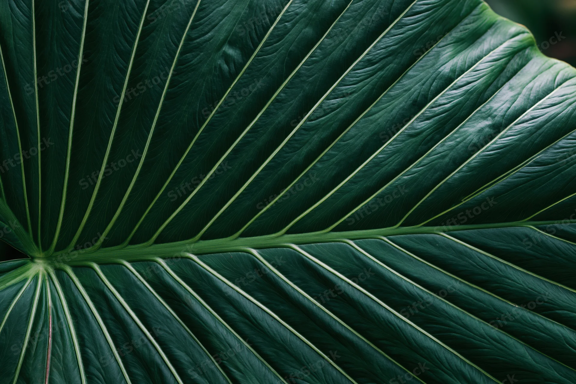 Close-up of a large tropical leaf showing detailed veins and texture