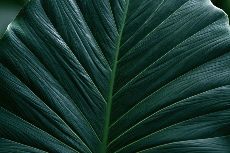Close-up of a large tropical leaf showing detailed veins and texture