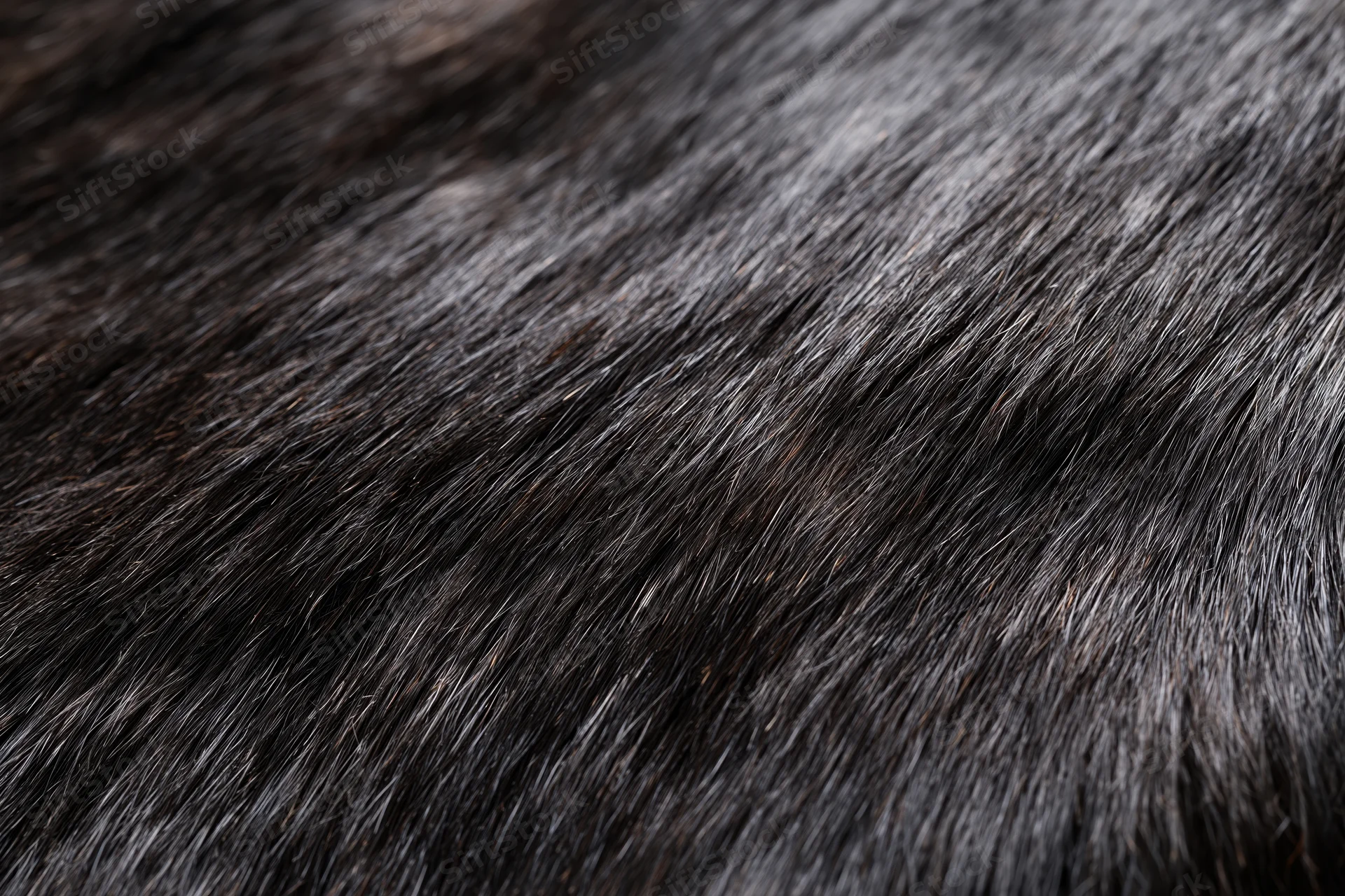 Close-up of dark animal fur texture filling the frame