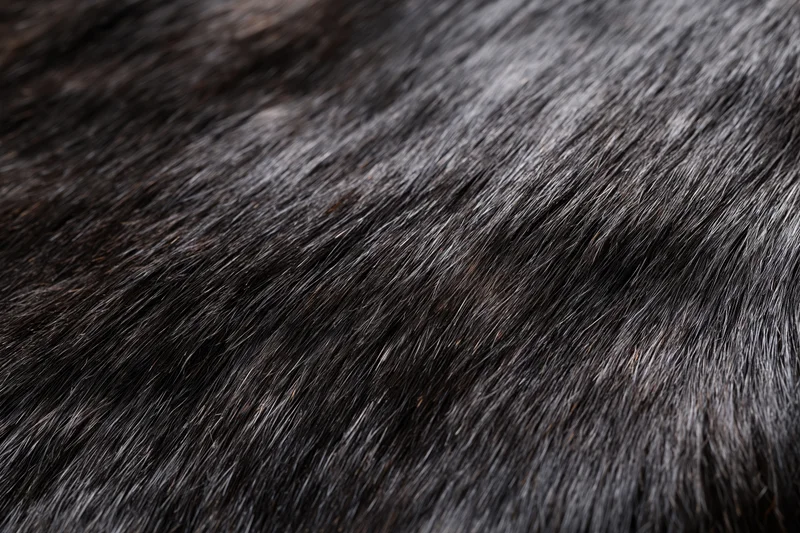 Close-up of dark animal fur texture filling the frame