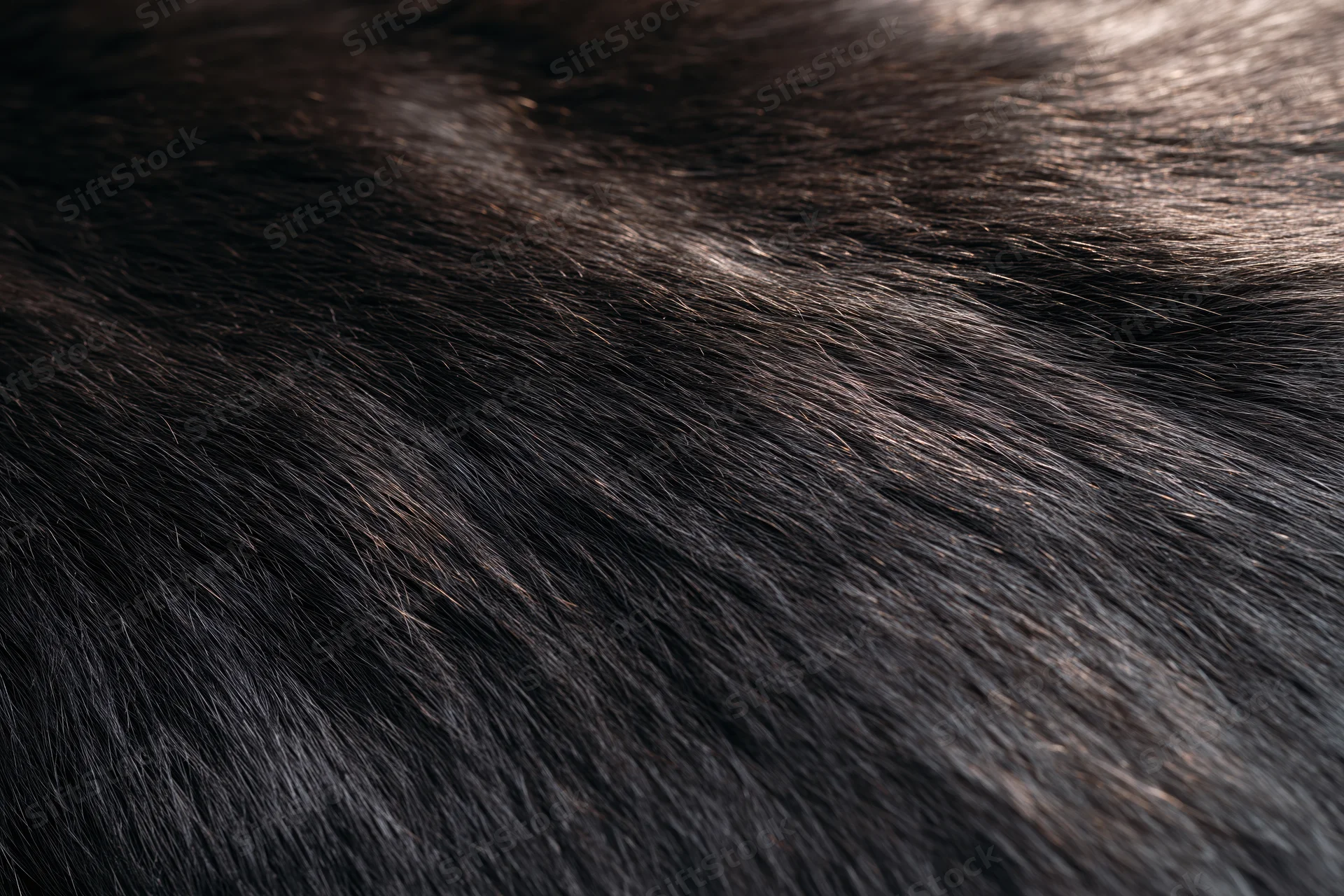 Close-up of dark animal fur texture filling the frame