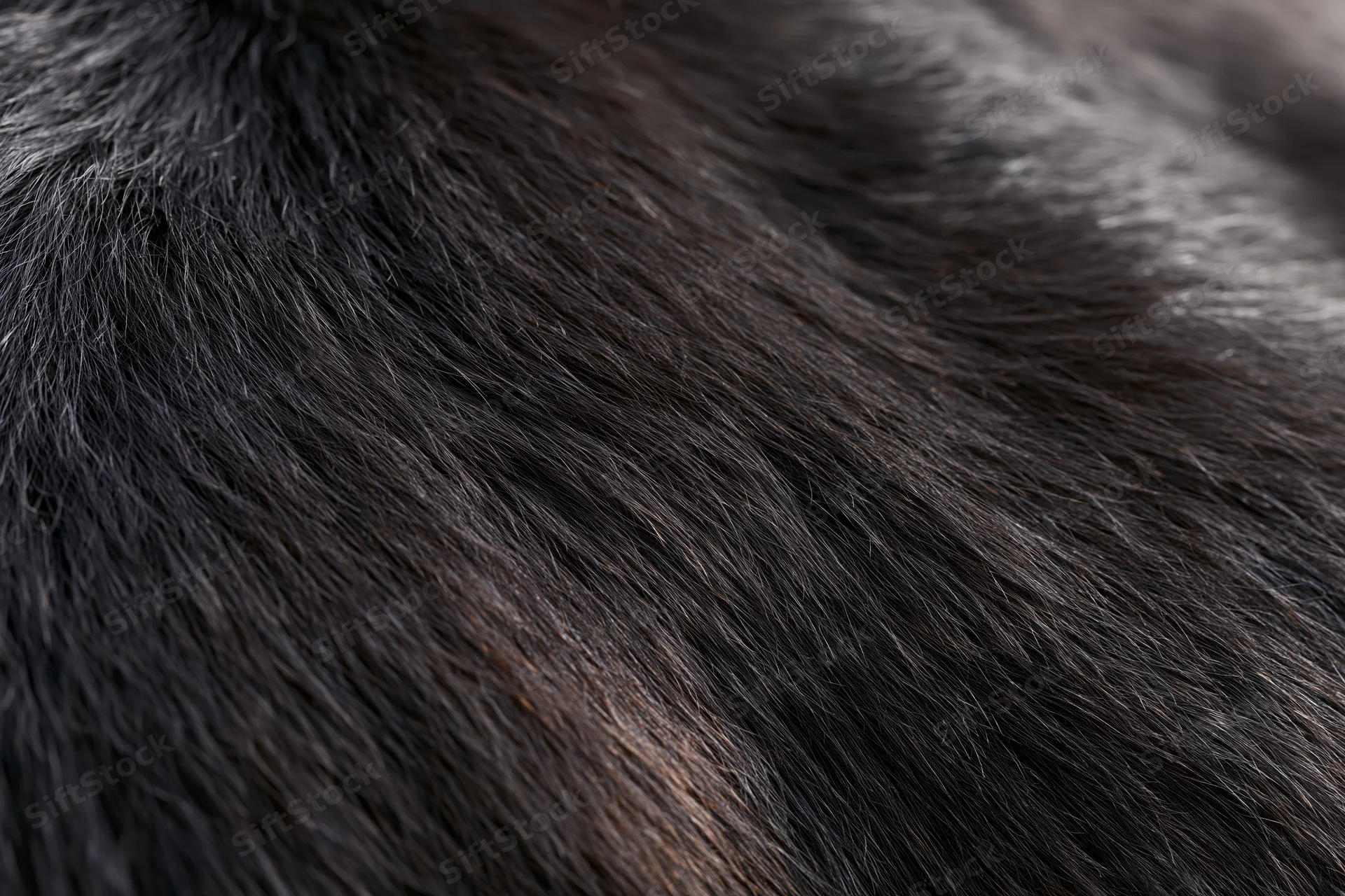Close-up of dark animal fur texture filling the frame