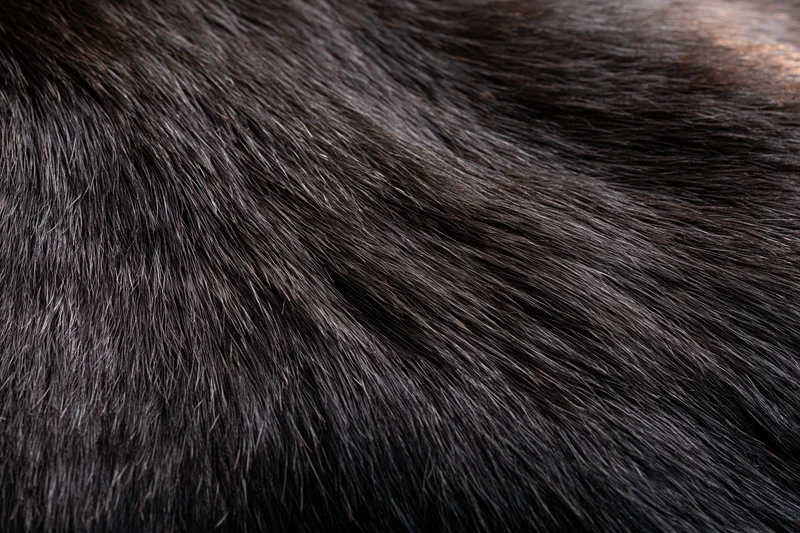 Close-up of dark animal fur texture filling the frame