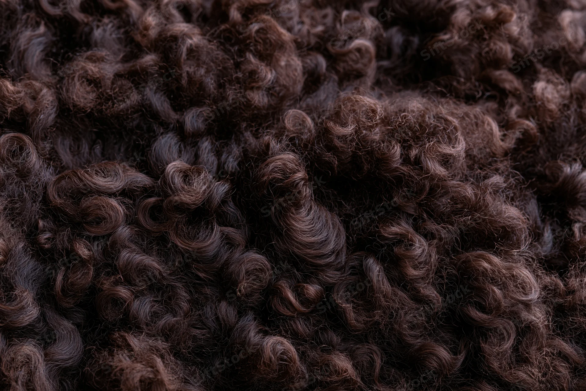 Close-up of dark brown curly wool texture filling the frame