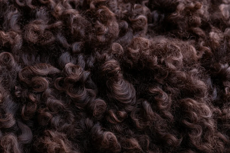 Close-up of dark brown curly wool texture filling the frame