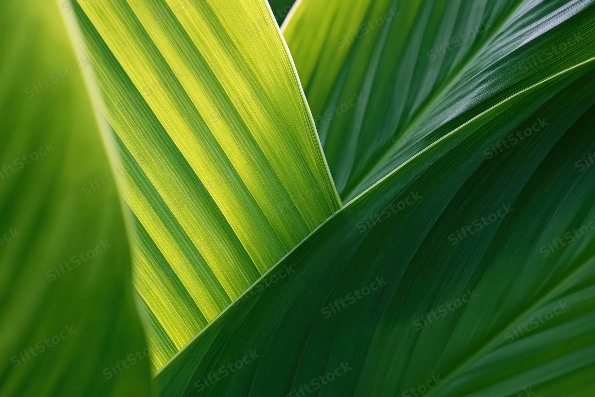 Close-up of overlapping tropical leaves showing detailed texture and vibrant green coloration