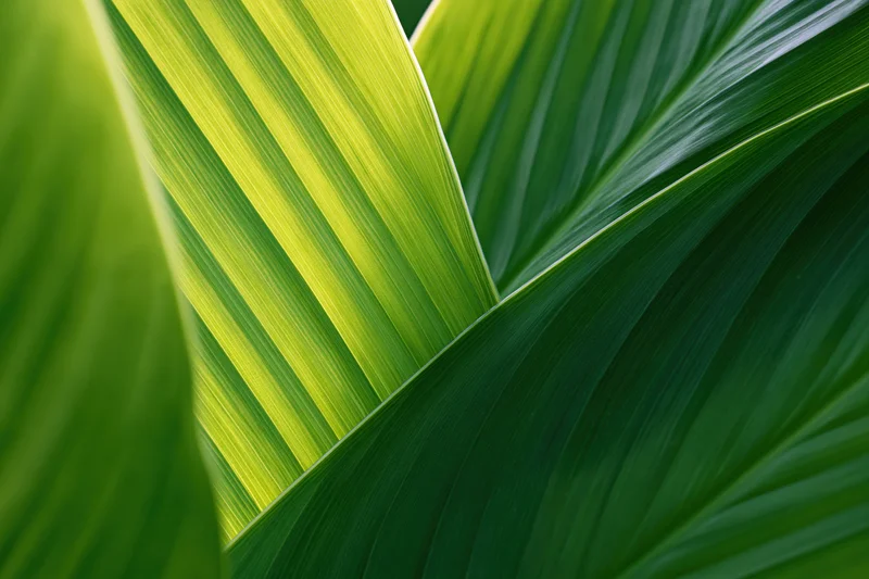 Close-up of overlapping tropical leaves showing detailed texture and vibrant green coloration
