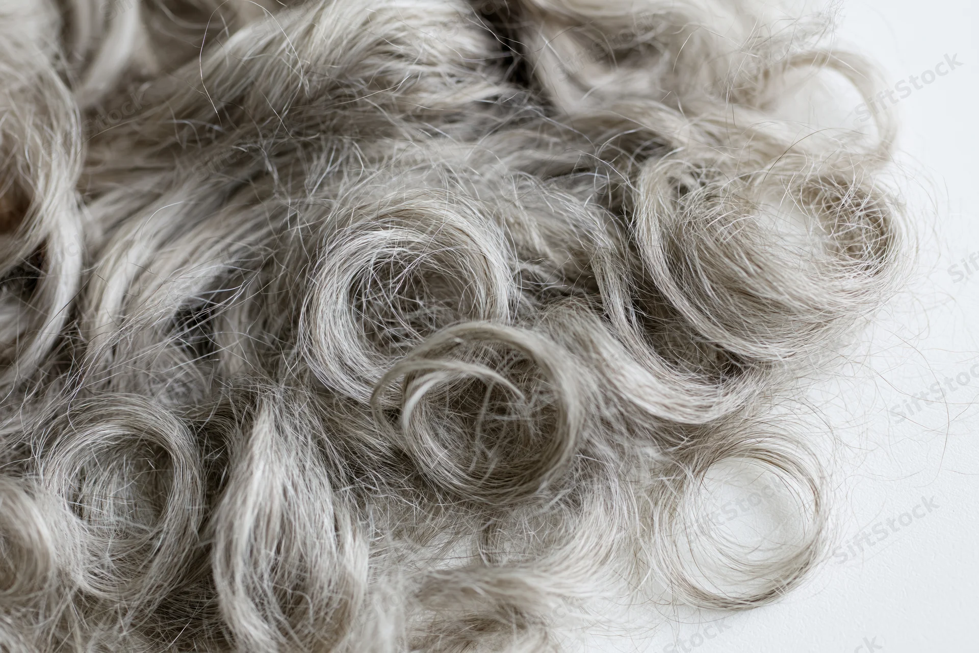 Close-up of silver-grey curly human hair arranged in loose coils on a white surface