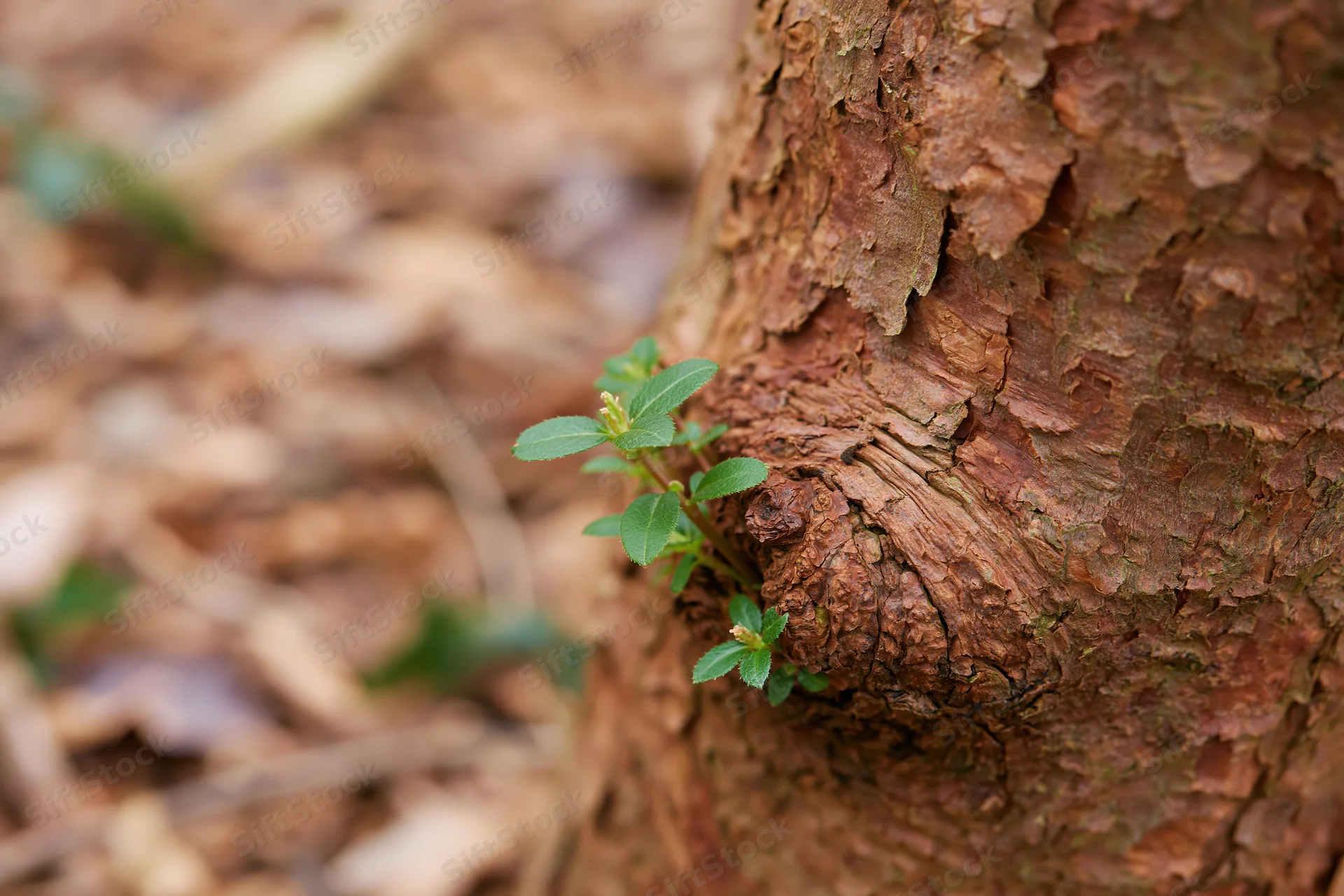 Small green sprout emerging from the bark of a tree trunk in a forest setting