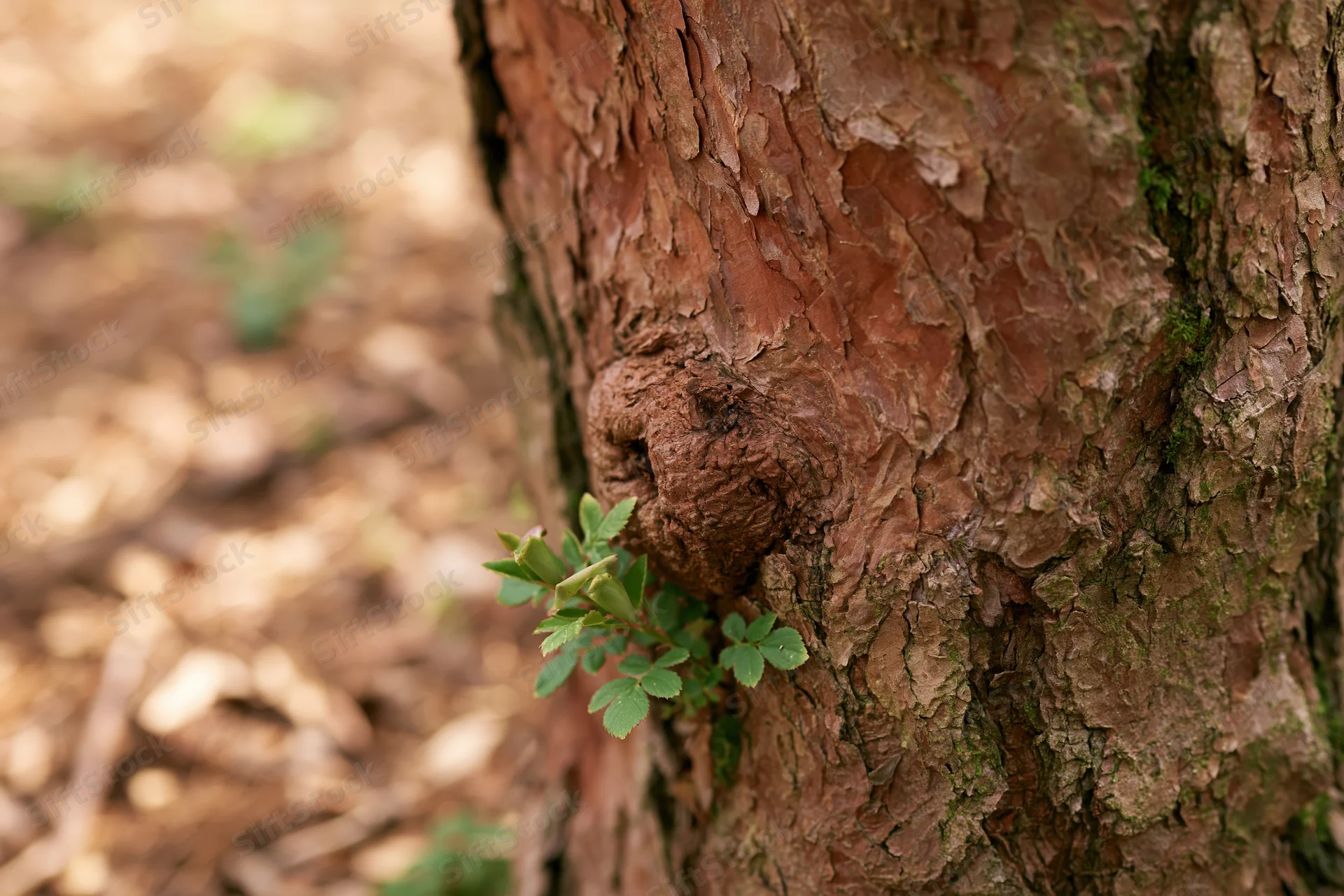 Close-up of a tree trunk with peeling bark and a small green sprout emerging from its surface in a forest setting