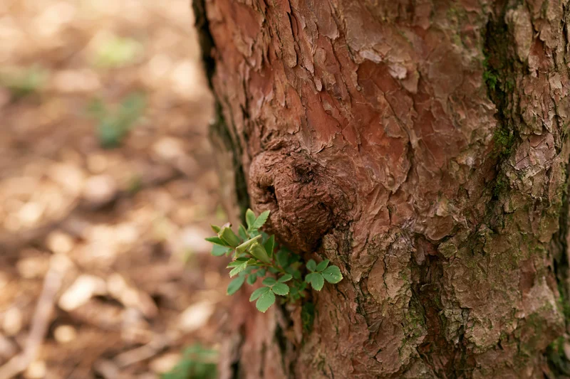 Close-up of a tree trunk with peeling bark and a small green sprout emerging from its surface in a forest setting