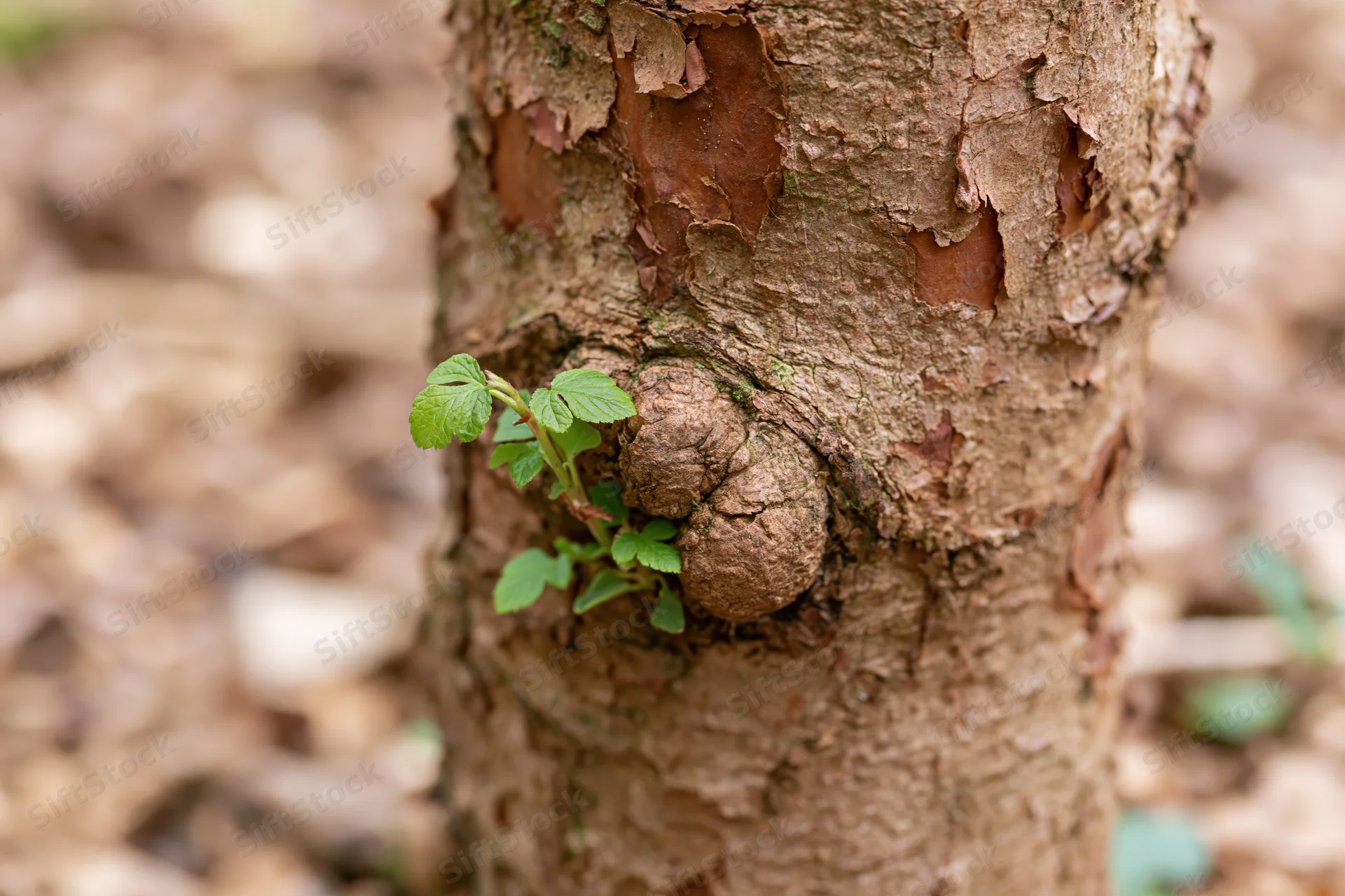 Close-up of a tree trunk with peeling bark and a small green sprout growing from its surface in a forest setting