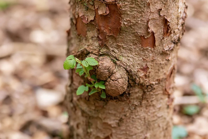 Close-up of a tree trunk with peeling bark and a small green sprout growing from its surface in a forest setting