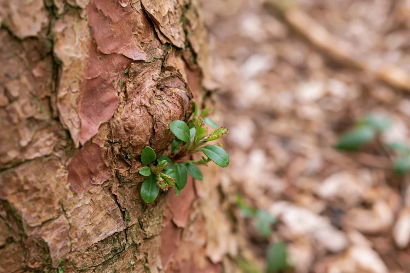 Small green sprout growing from the bark of a tree trunk in a forest setting