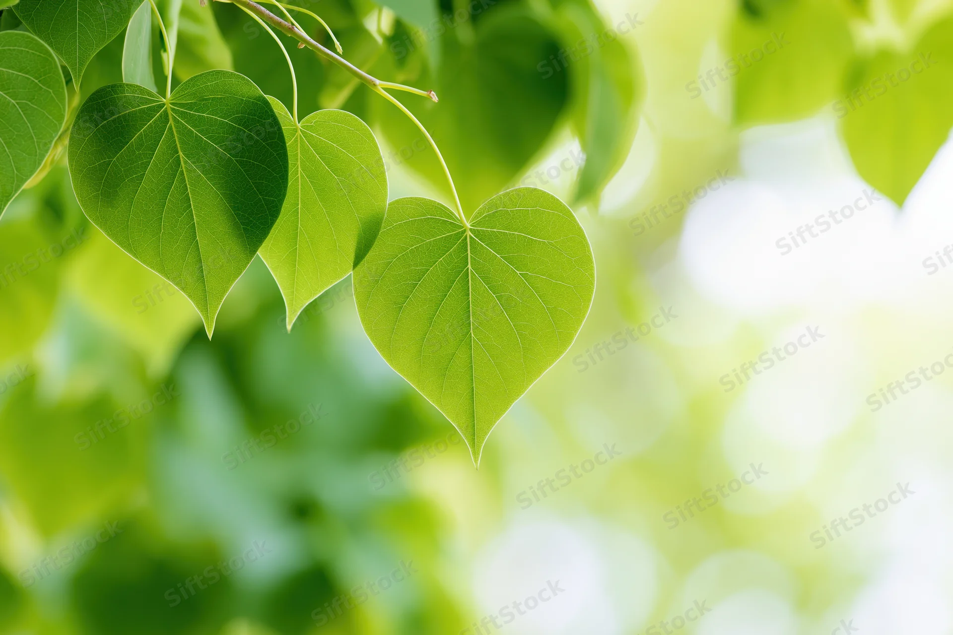 Heart-shaped green leaves hanging from a branch in a sunlit garden setting