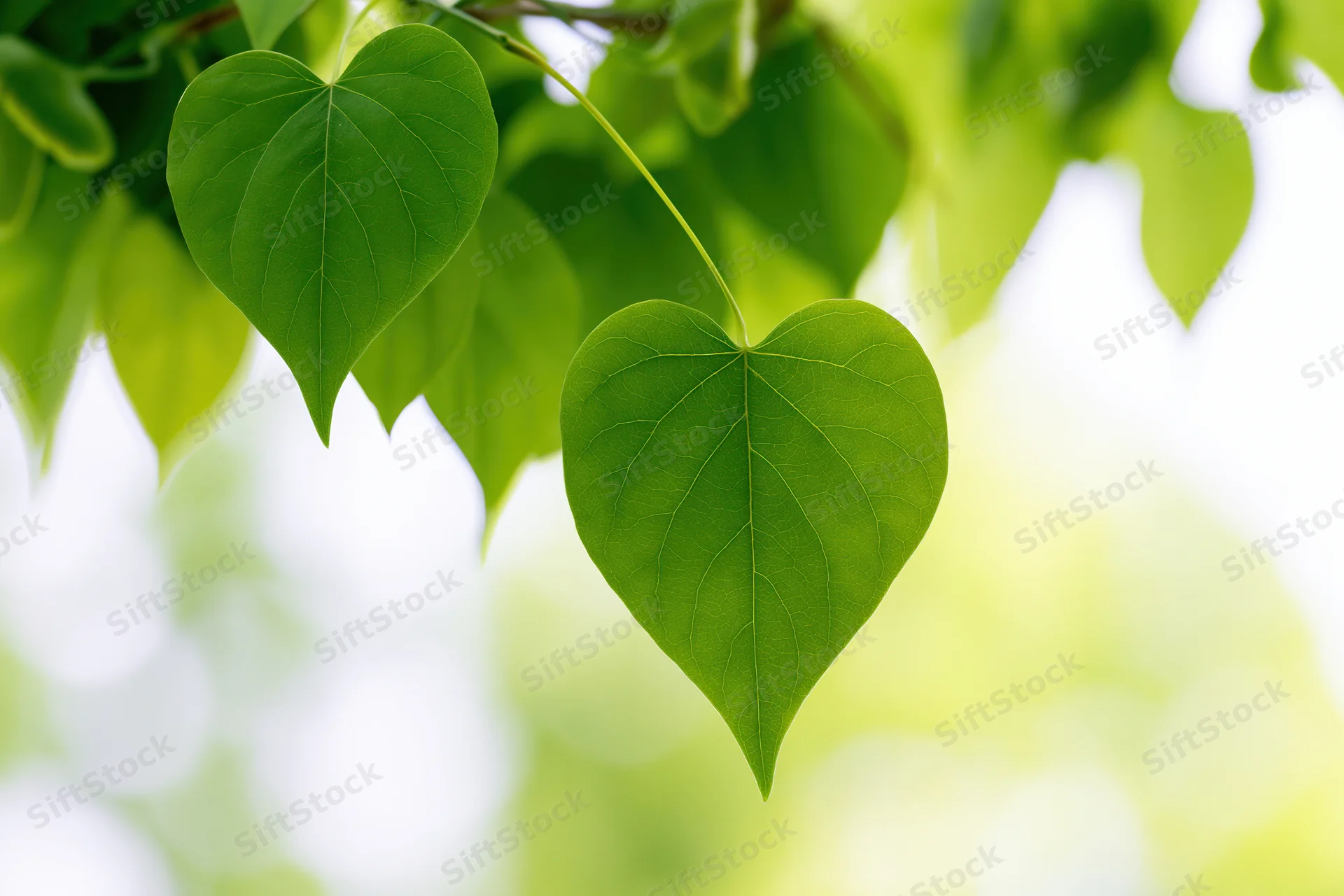 Heart-shaped green leaves hanging from a branch in a sunlit natural setting