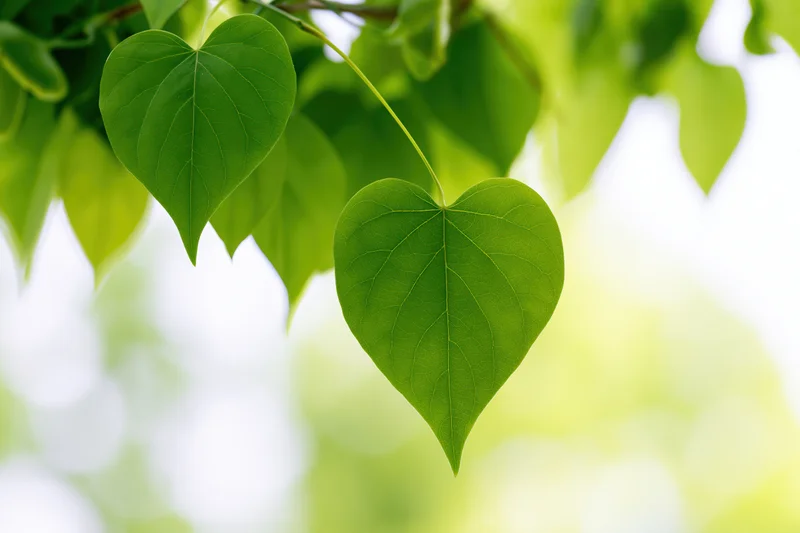 Heart-shaped green leaves hanging from a branch in a sunlit natural setting