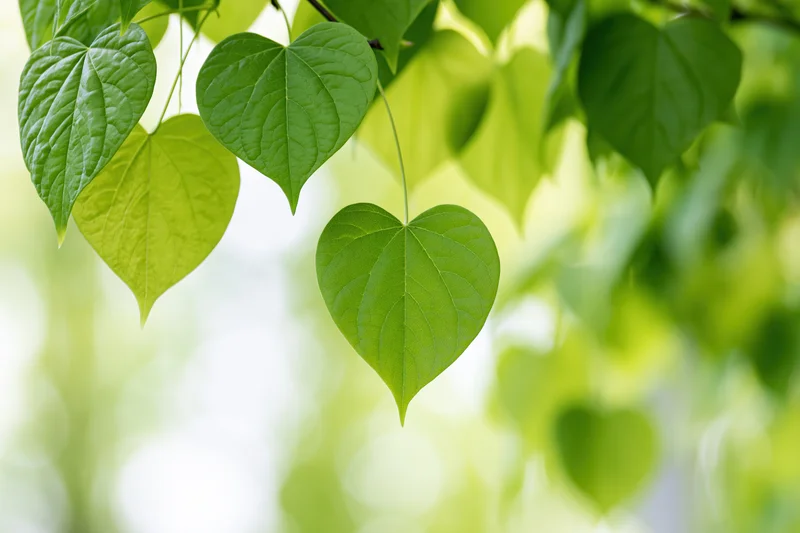 Heart-shaped green leaves hanging from a branch in soft natural light