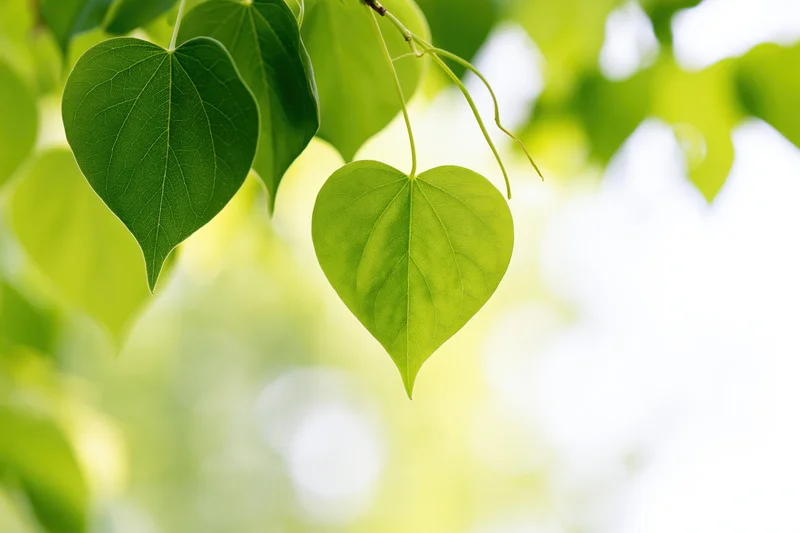 Heart-shaped green leaves hanging from a branch in soft sunlight with blurred foliage background