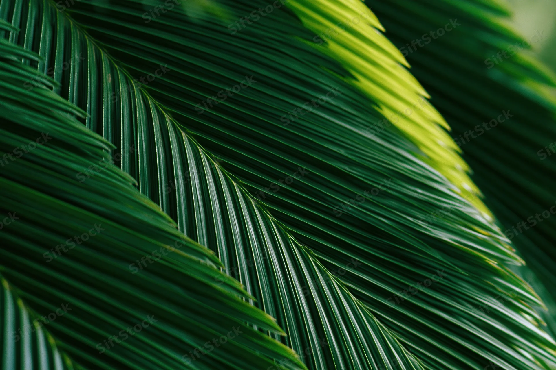 Close-up of overlapping tropical palm leaves filling the frame with green fronds and natural texture