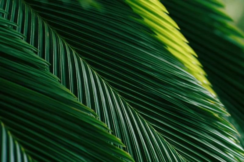 Close-up of overlapping tropical palm leaves filling the frame with green fronds and natural texture
