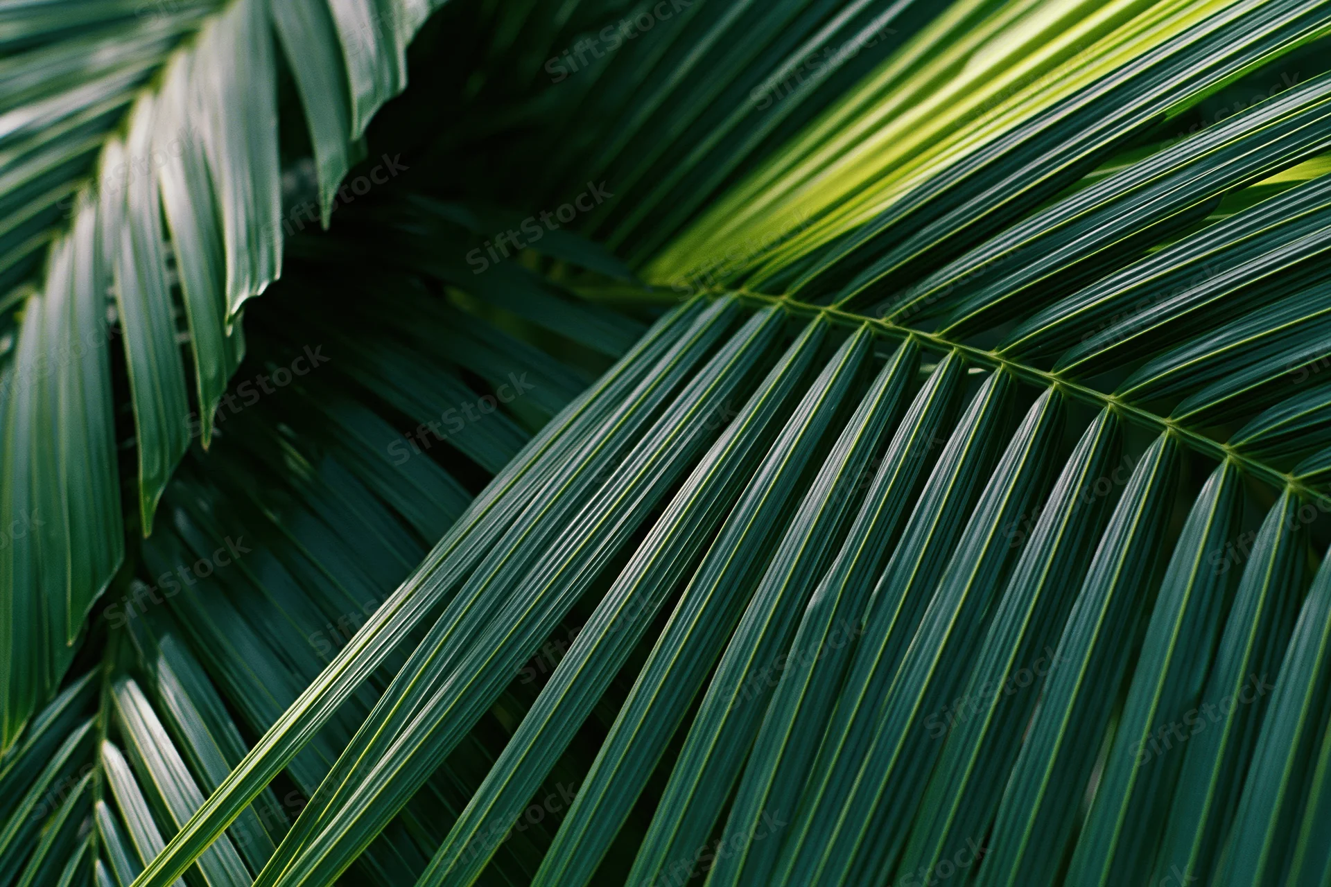 Close-up of overlapping tropical palm leaves filling the frame with natural green texture