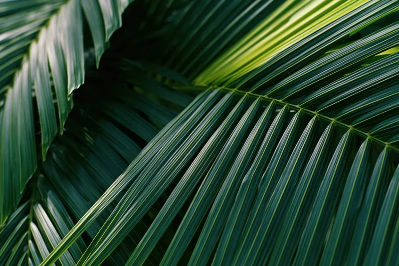 Close-up of overlapping tropical palm leaves filling the frame with natural green texture