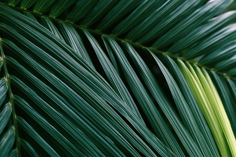 Close-up of overlapping tropical palm leaves filling the frame