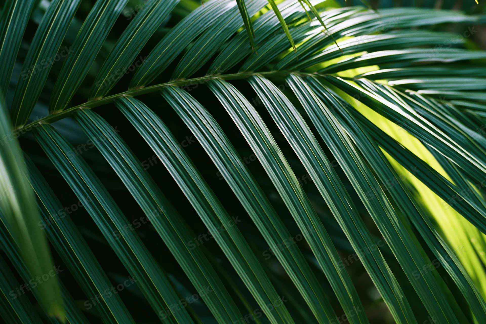Close-up of overlapping tropical palm leaves filling the frame with dappled sunlight and shadows