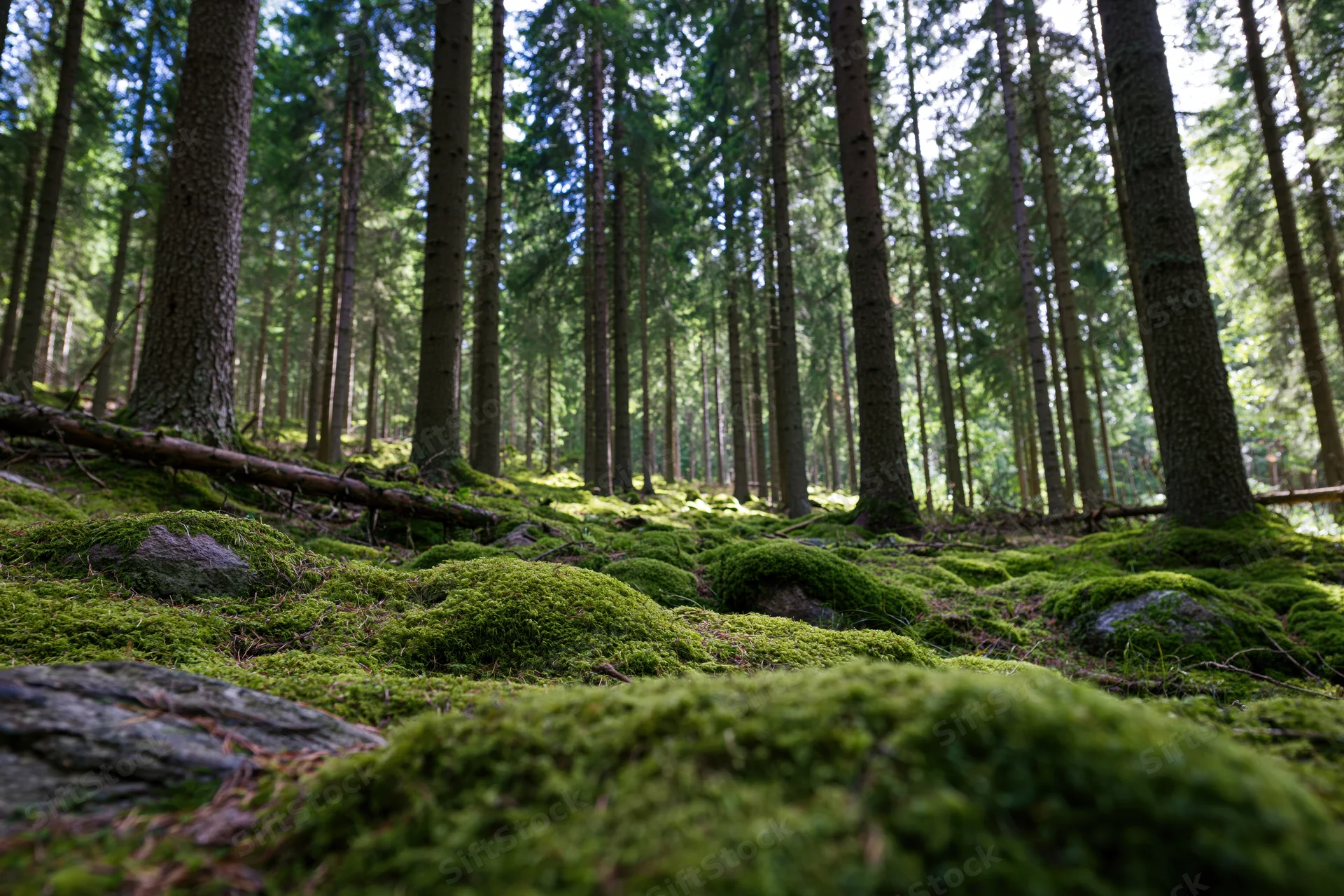 Dense spruce forest with thick green moss covering the forest floor and tree trunks