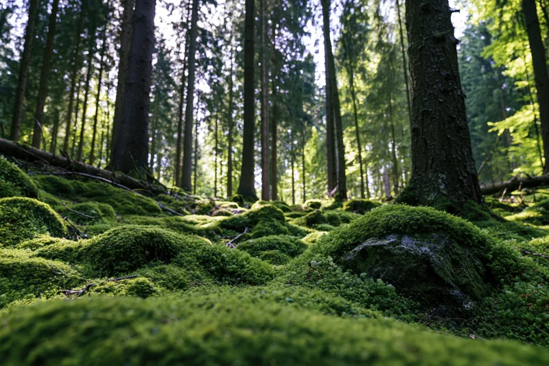 Dense spruce forest floor covered in thick bright green moss with tall trees and dappled sunlight