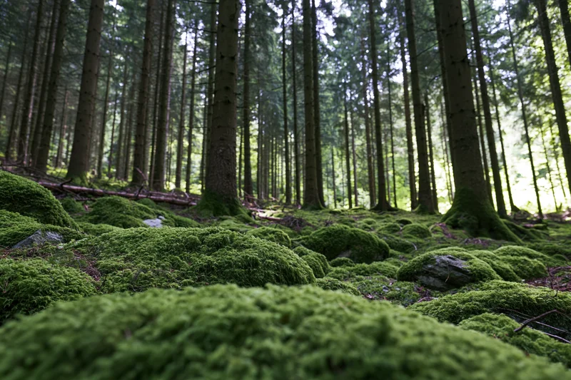 Dense spruce forest with thick green moss covering rocks and ground under tall trees