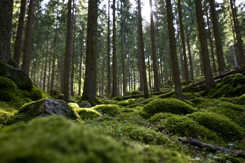 Dense spruce forest with thick green moss covering rocks and ground under dappled sunlight
