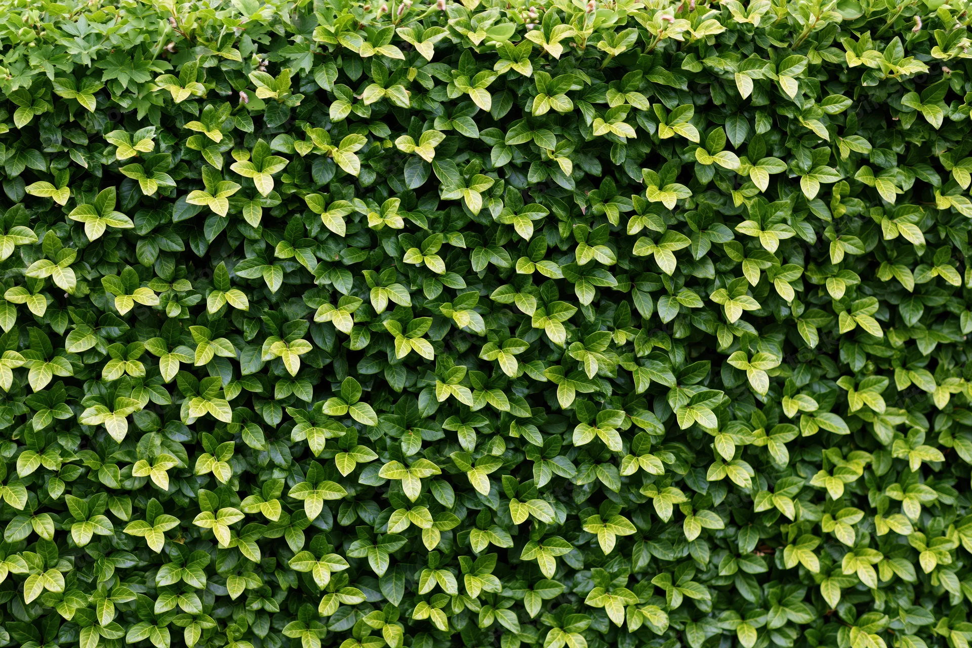 Dense ivy wall covered in small overlapping green leaves forming a natural hedge