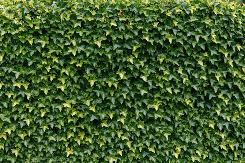 Dense ivy wall covering a vertical surface with overlapping green leaves in a garden setting
