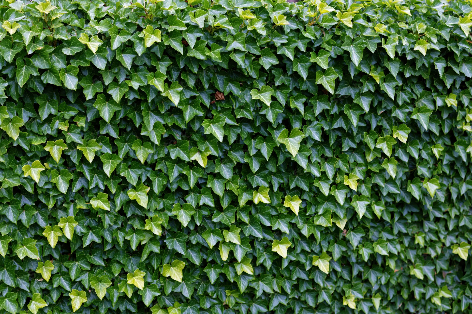 Dense ivy covering a wall with small overlapping green leaves