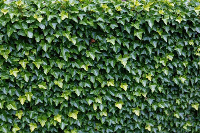 Dense ivy covering a wall with small overlapping green leaves