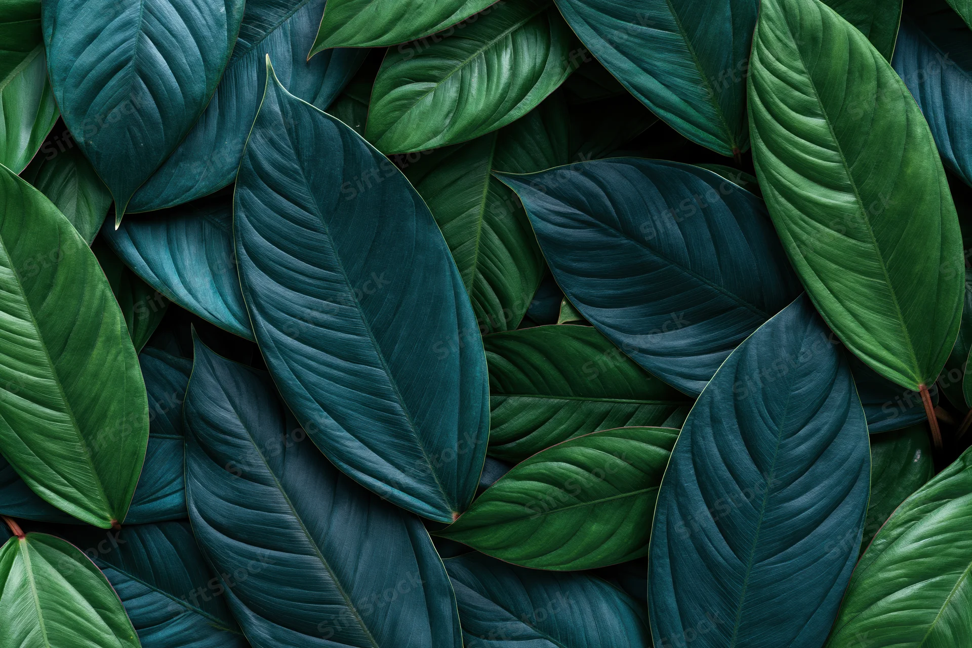 Dense layered tropical leaves filling the frame as a natural background