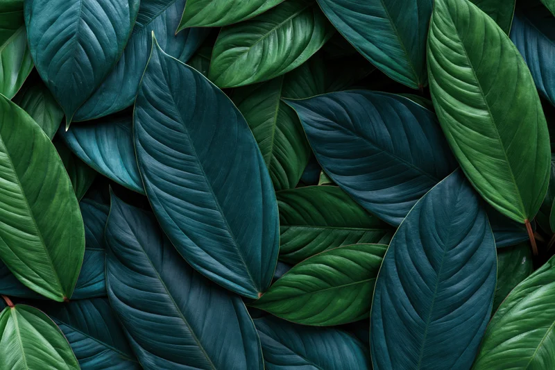 Dense layered tropical leaves filling the frame as a natural background