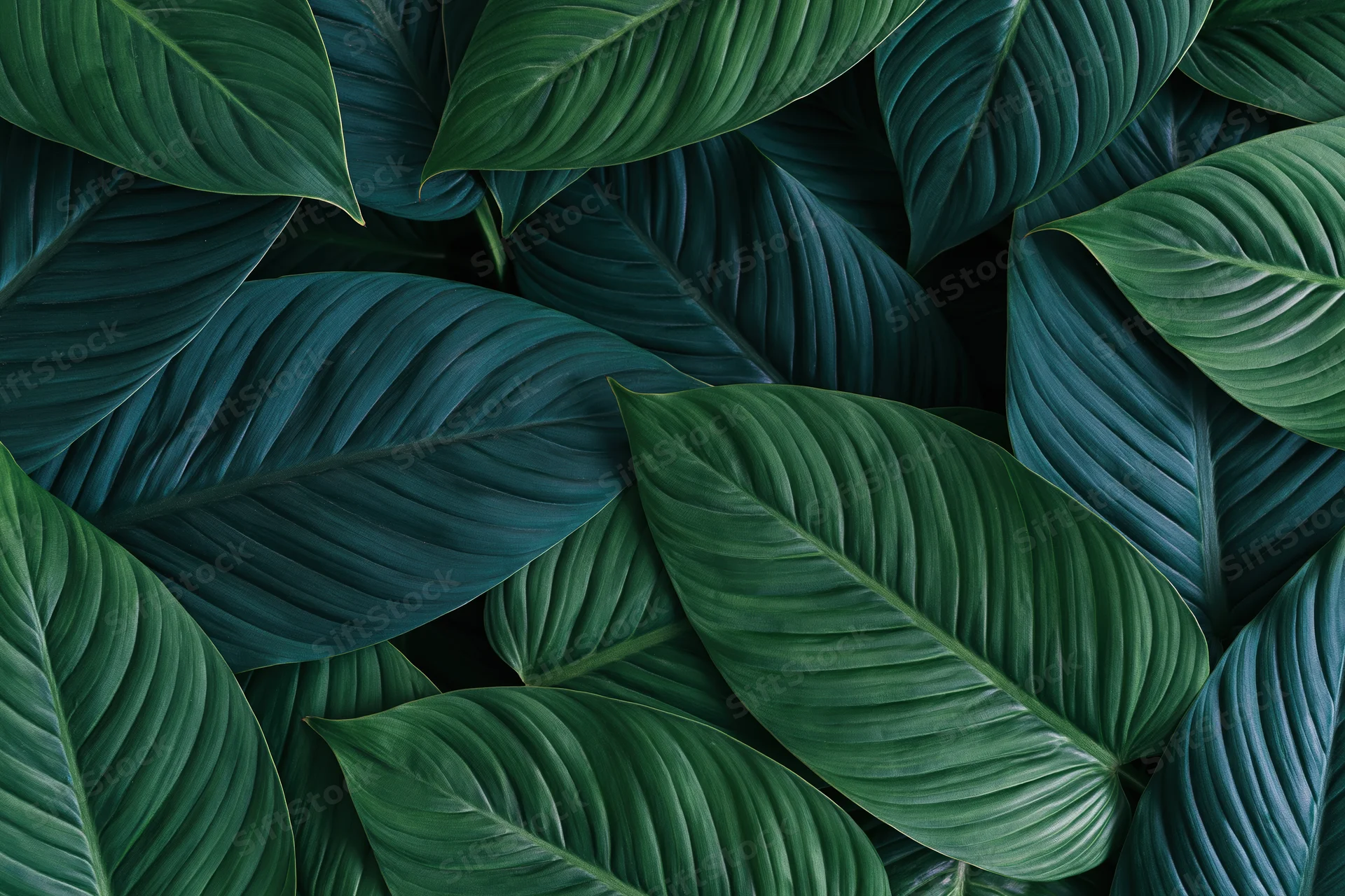 Dense layered tropical leaves filling the frame in a natural pattern