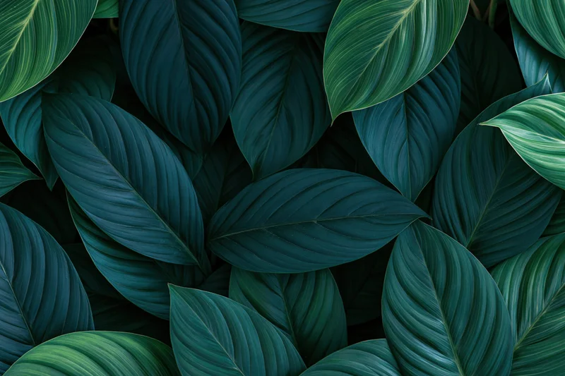 Dense layered tropical leaves filling the frame as a lush green botanical pattern