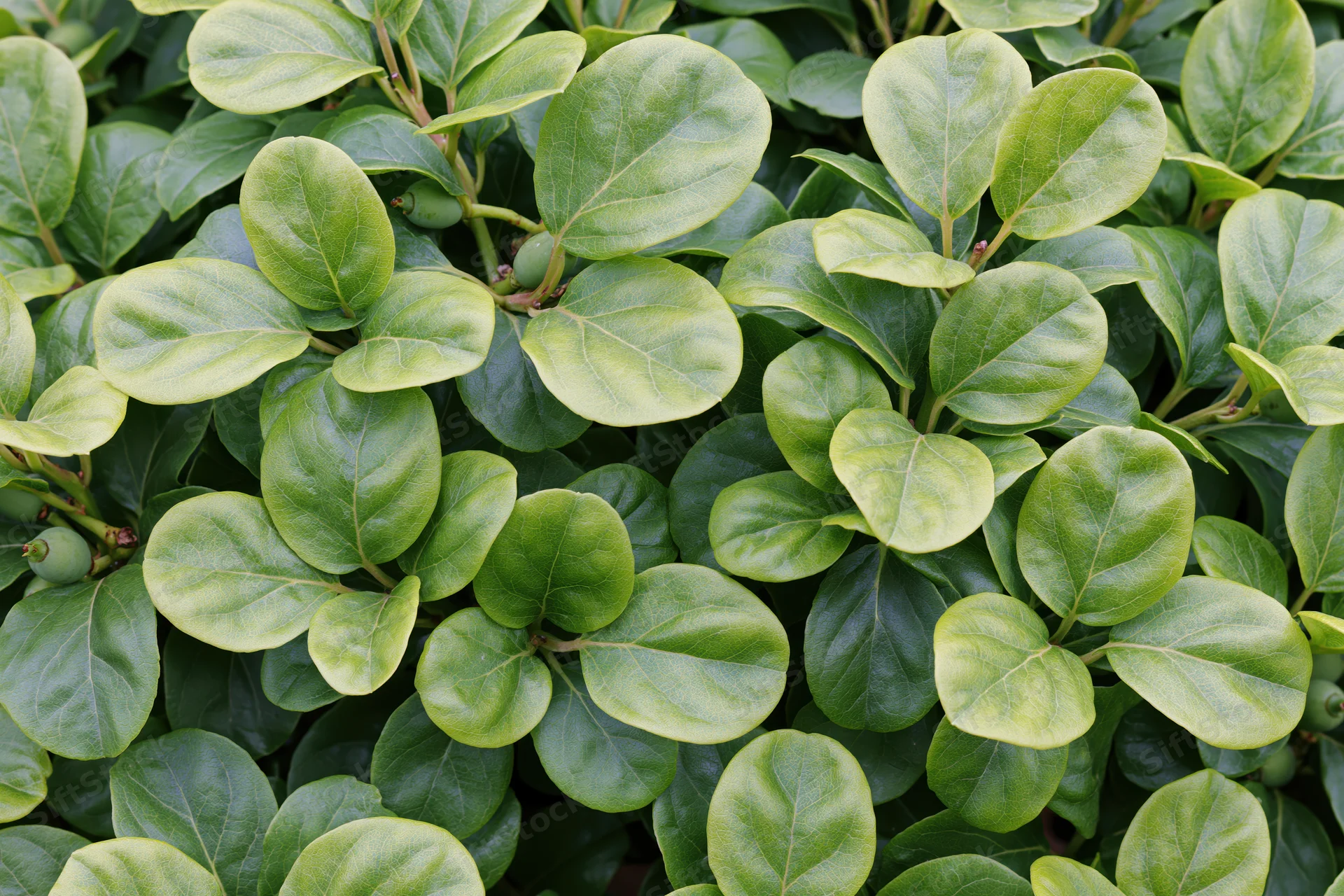 Dense green foliage of a low-growing shrub filling the frame