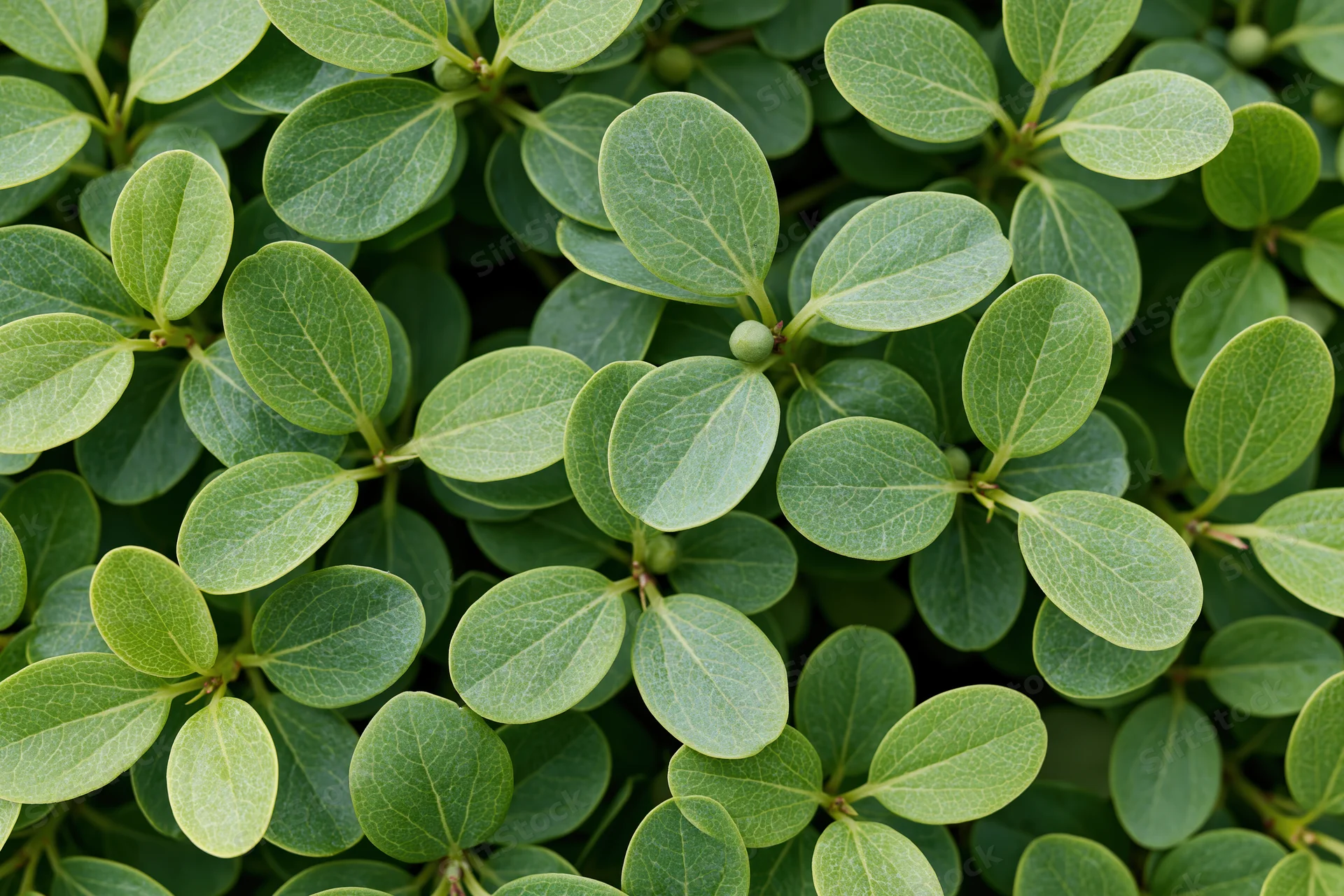 Dense green foliage of a low-growing shrub filling the frame in close-up view