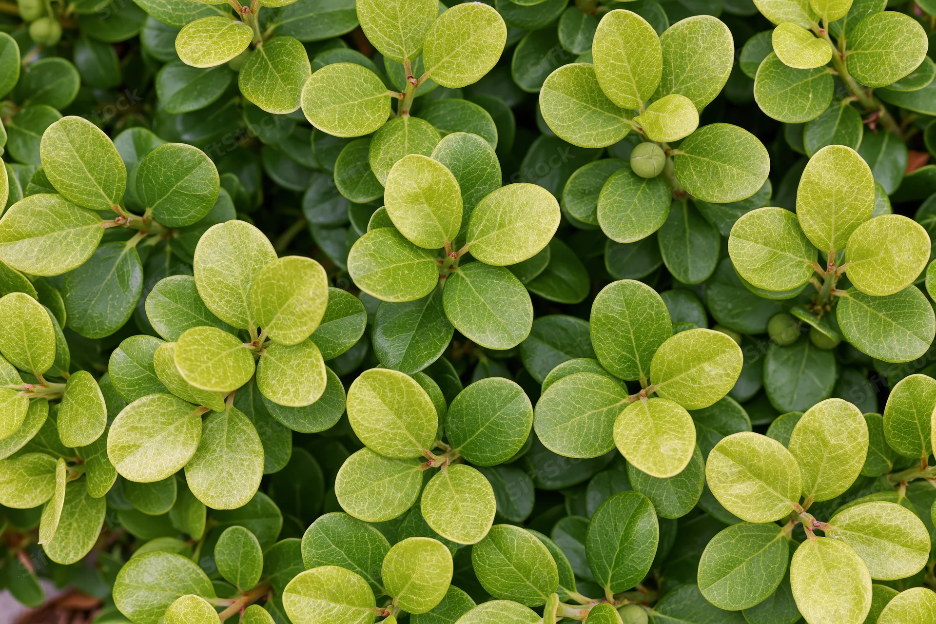 Dense green foliage of a low-growing shrub filling the frame