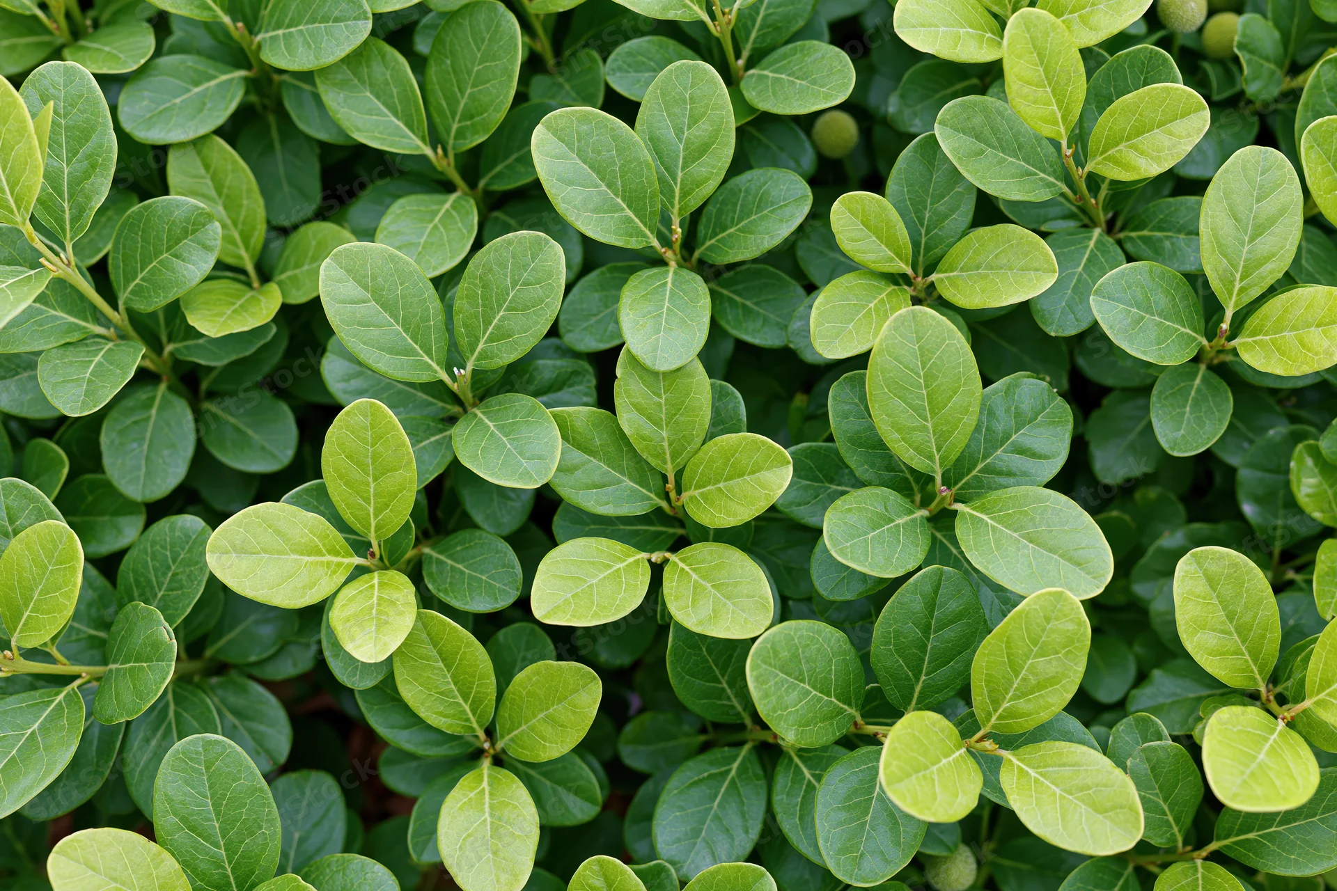 Dense green shrub foliage filling the frame in a close-up view