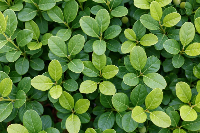 Dense green shrub foliage filling the frame in a close-up view