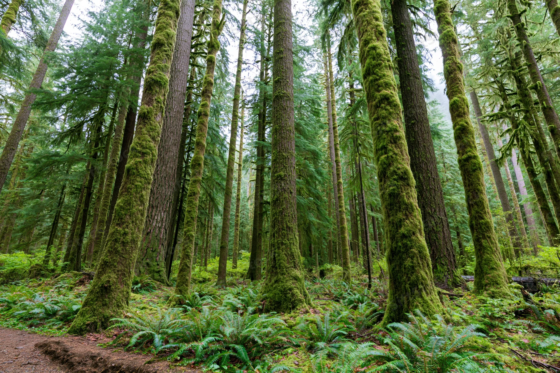 Towering moss-covered trees in a dense temperate rainforest with ferns on the forest floor