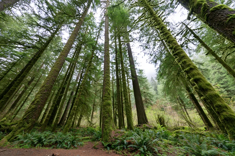 Towering moss-covered trees in a dense old-growth temperate rainforest interior